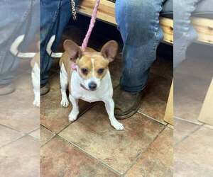 Chiweenie Dogs for adoption in Amarillo, TX, USA