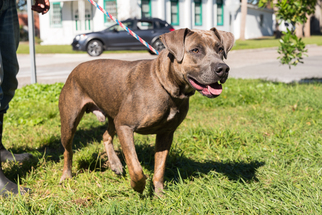 Labmaraner Dogs for adoption in Sanford, FL, USA