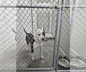 Mutt Dogs for adoption in Temple, TX, USA