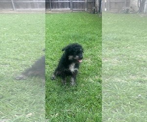 Mutt Dogs for adoption in Dallas, TX, USA