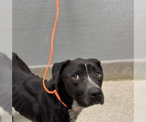 American Pit Bull Terrier-Unknown Mix Dogs for adoption in Las Vegas, NV, USA