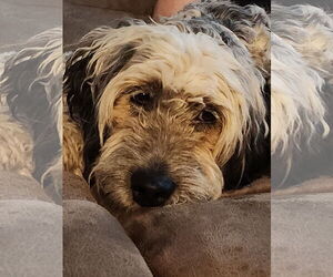 Old English Sheepdog-Unknown Mix Dogs for adoption in Sandy, UT, USA