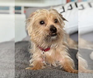 Mutt Dogs for adoption in San Diego, CA, USA