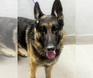 German Shepherd Dog-Unknown Mix Dogs for adoption in Las Vegas, NV, USA