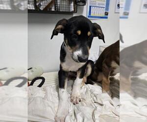 German Shepherd Dog Dogs for adoption in Bakersfield, CA, USA