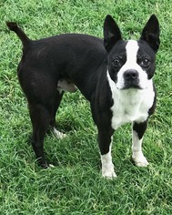 Boston Terrier Dogs for adoption in Abilene, TX, USA
