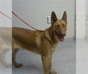 German Shepherd Dog-Unknown Mix Dogs for adoption in Pasadena, TX, USA