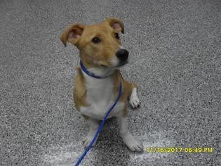 Pembroke Welsh Corgi Dogs for adoption in Henderson, NV, USA