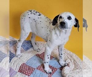 Dalmatian-Pointer Mix Dogs for adoption in Rockwall, TX, USA