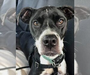 American Pit Bull Terrier-Unknown Mix Dogs for adoption in Blacklick, OH, USA