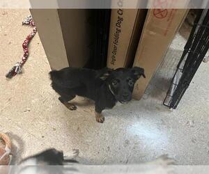 German Shepherd Dog-Unknown Mix Dogs for adoption in Tulsa, OK, USA