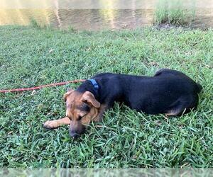 Mutt Dogs for adoption in San Antonio, TX, USA