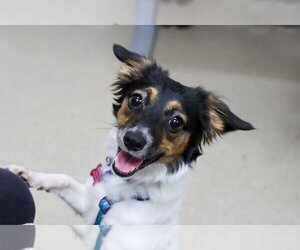 Papshund Dogs for adoption in Mundelein, IL, USA