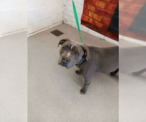 Mutt Dogs for adoption in San Bernardino, CA, USA