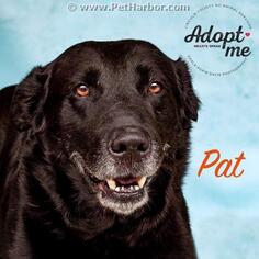 Shepradors Dogs for adoption in Palmetto, FL, USA