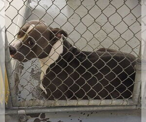 American Pit Bull Terrier-Unknown Mix Dogs for adoption in Anchorage, AK, USA