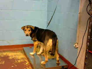 English Coonhound Dogs for adoption in Atlanta, GA, USA