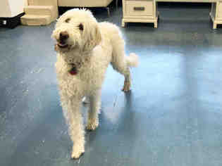 Labradoodle Dogs for adoption in Hampton Bays, NY, USA