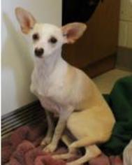 Italian Greyhound-Unknown Mix Dogs for adoption in Napa, CA, USA