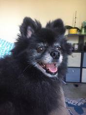 Pomeranian Dogs for adoption in Des Moines, IA, USA