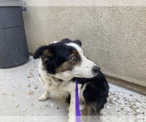 Border Collie Dogs for adoption in Riverside, CA, USA