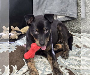 Mutt Dogs for adoption in Cliffwood, NJ, USA