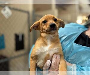 Mutt Dogs for adoption in Raleigh, NC, USA