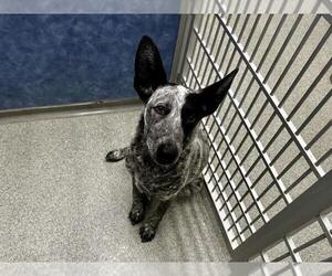 Mutt Dogs for adoption in Fort Collins, CO, USA