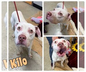 American Staffordshire Terrier-Unknown Mix Dogs for adoption in Pierceton , IN, USA