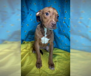 French Bulldog-Unknown Mix Dogs for adoption in Pleasanton, TX, USA