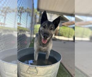 German Shepherd Dog Dogs for adoption in Chula Vista, CA, USA