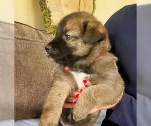 Mutt Dogs for adoption in Minneapolis, MN, USA