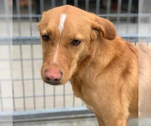 Golden Labrador Dogs for adoption in Minneapolis, MN, USA