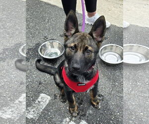 German Shepherd Dog Dogs for adoption in La Grange , NC, USA