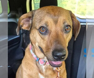 Mountain Cur-Unknown Mix Dogs for adoption in Anniston, AL, USA