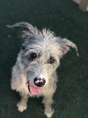 Aussiedoodle Dogs for adoption in Edmond, OK, USA