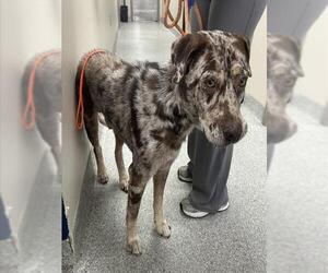 Catahoula Leopard Dog Dogs for adoption in Pasadena, TX, USA