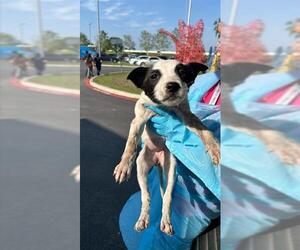 Mutt Dogs for adoption in San Antonio, TX, USA