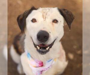 Border Collie-Unknown Mix Dogs for adoption in San Antonio, TX, USA
