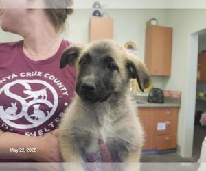 Great Pyrenees-Unknown Mix Dogs for adoption in Santa Cruz, CA, USA
