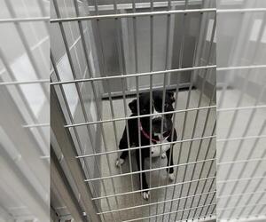 American Pit Bull Terrier-Unknown Mix Dogs for adoption in Las Vegas, NV, USA