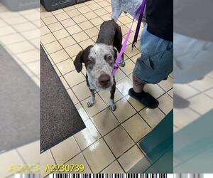 Pointer Dogs for adoption in West Palm Beach, FL, USA