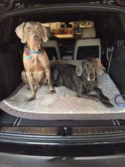 Weimaraner Dogs for adoption in Yukon, MO, USA