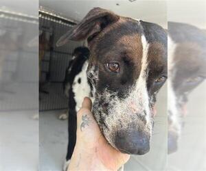 Mutt Dogs for adoption in Houston, TX, USA
