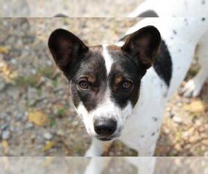 Jack Russell Terrier-Unknown Mix Dogs for adoption in Mankato, MN, USA