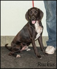 Lab-Pointer Dogs for adoption in Ada, OK, USA