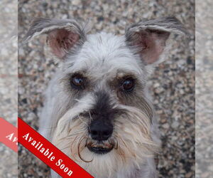 Mutt Dogs for adoption in Huntley, IL, USA