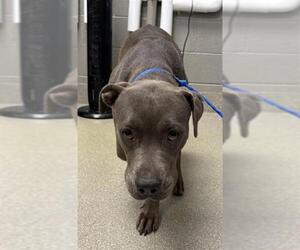 American Pit Bull Terrier-Unknown Mix Dogs for adoption in Las Vegas, NV, USA