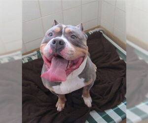 American Pit Bull Terrier Dogs for adoption in Derwood, MD, USA