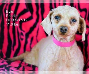 Poodle (Toy) Dogs for adoption in Bon Carbo, CO, USA